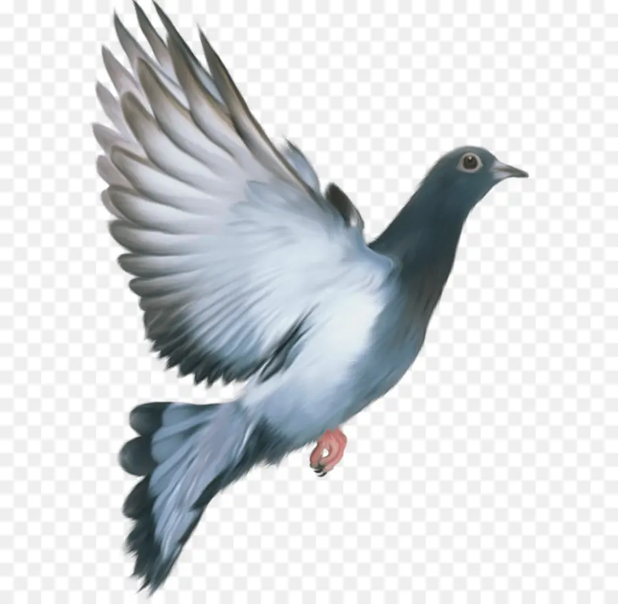 Pájaro，Columbidae PNG