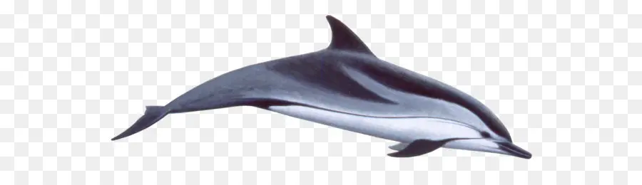 Delfín Común De Pico Corto，Spinner Dolphin PNG
