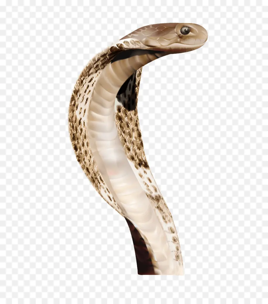 Cobra，Serpiente PNG