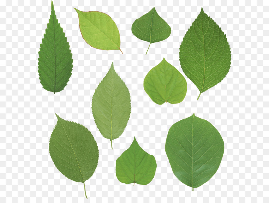 Hojas Verdes，Planta PNG