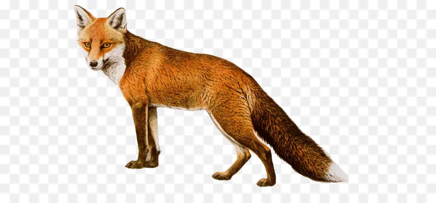 ártico Fox，Fox PNG