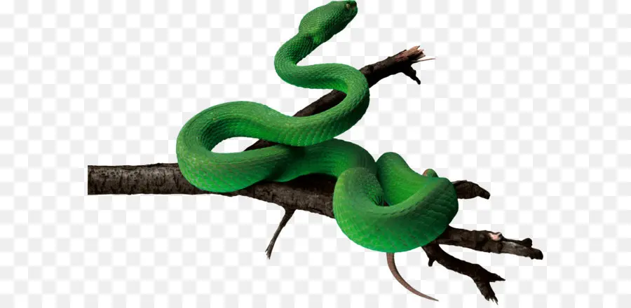 La Serpiente，Verde Anaconda PNG