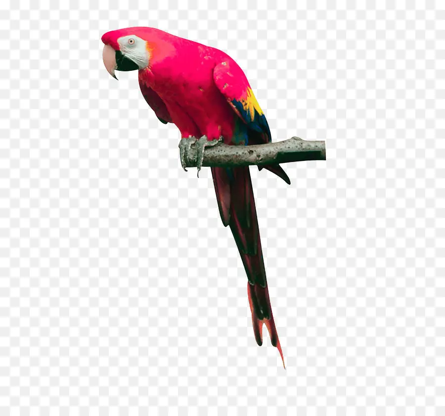 Loro，Descargar PNG