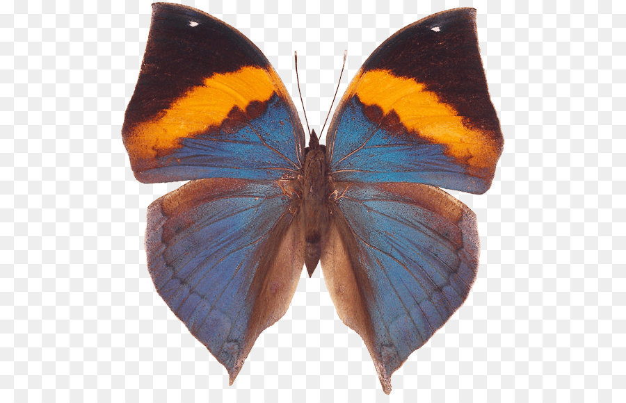 Mariposa Azul，Alas PNG