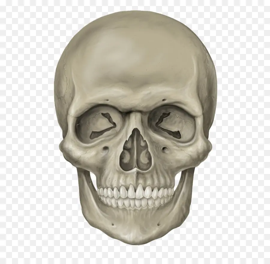 Cráneo，Anatomía PNG