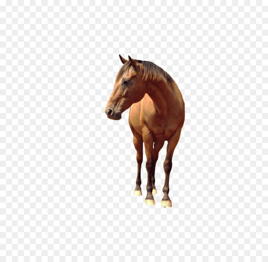 Caballo，El Comportamiento De La Caballo PNG