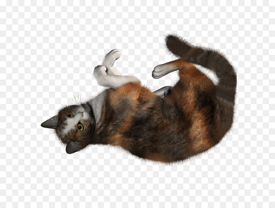 Gato，Mascota PNG