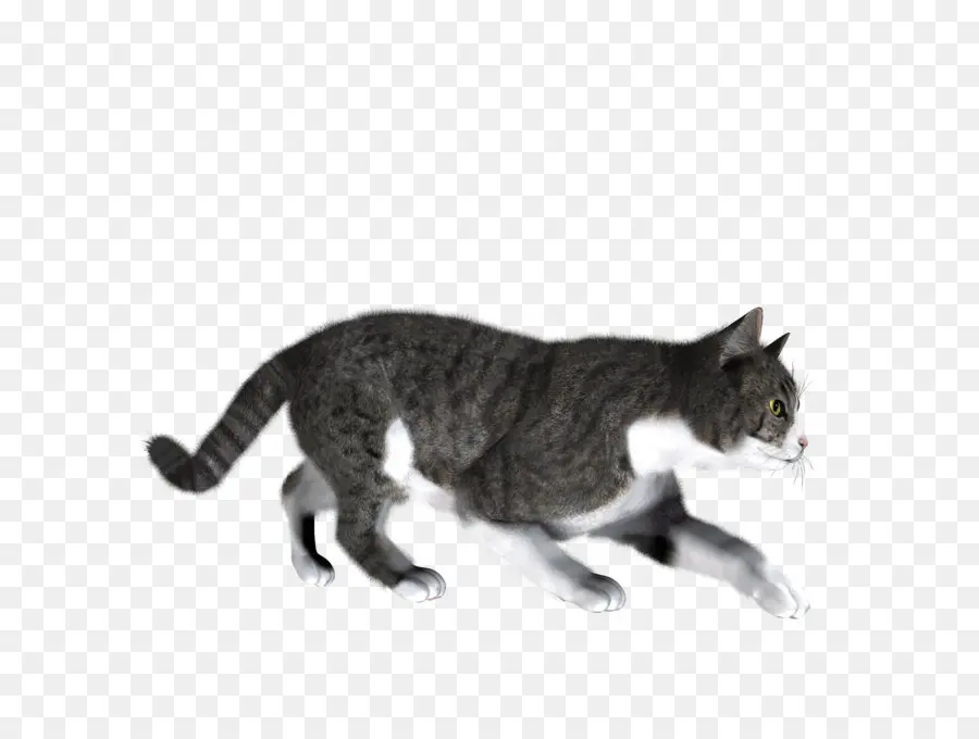 Siamés Cat，Gatito PNG