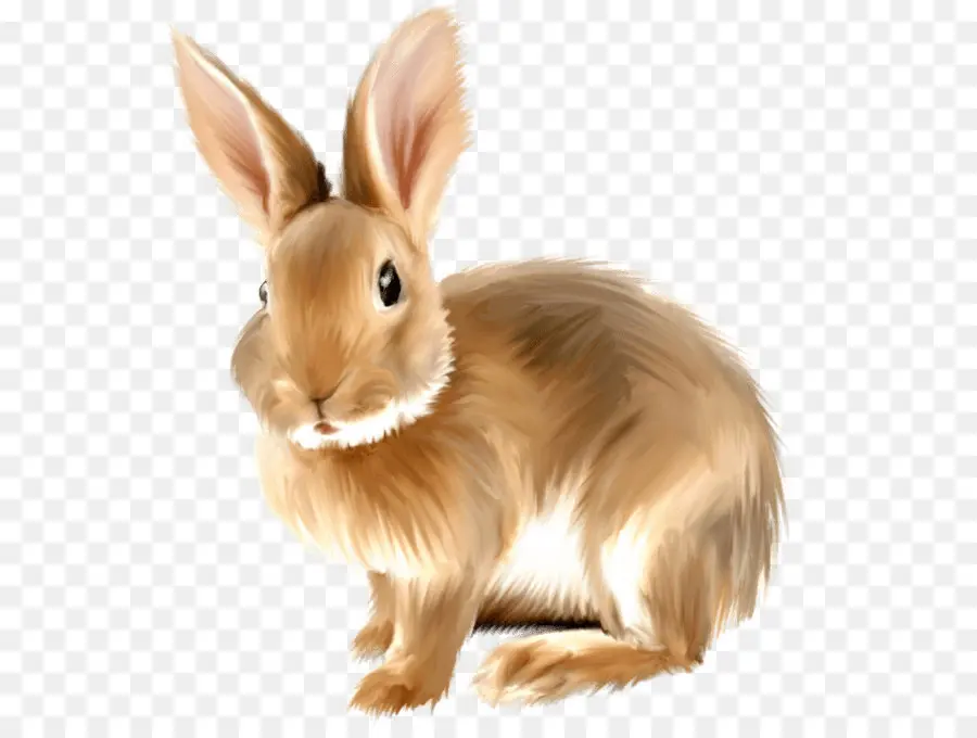 Angora Conejo，Conejito De Pascua PNG