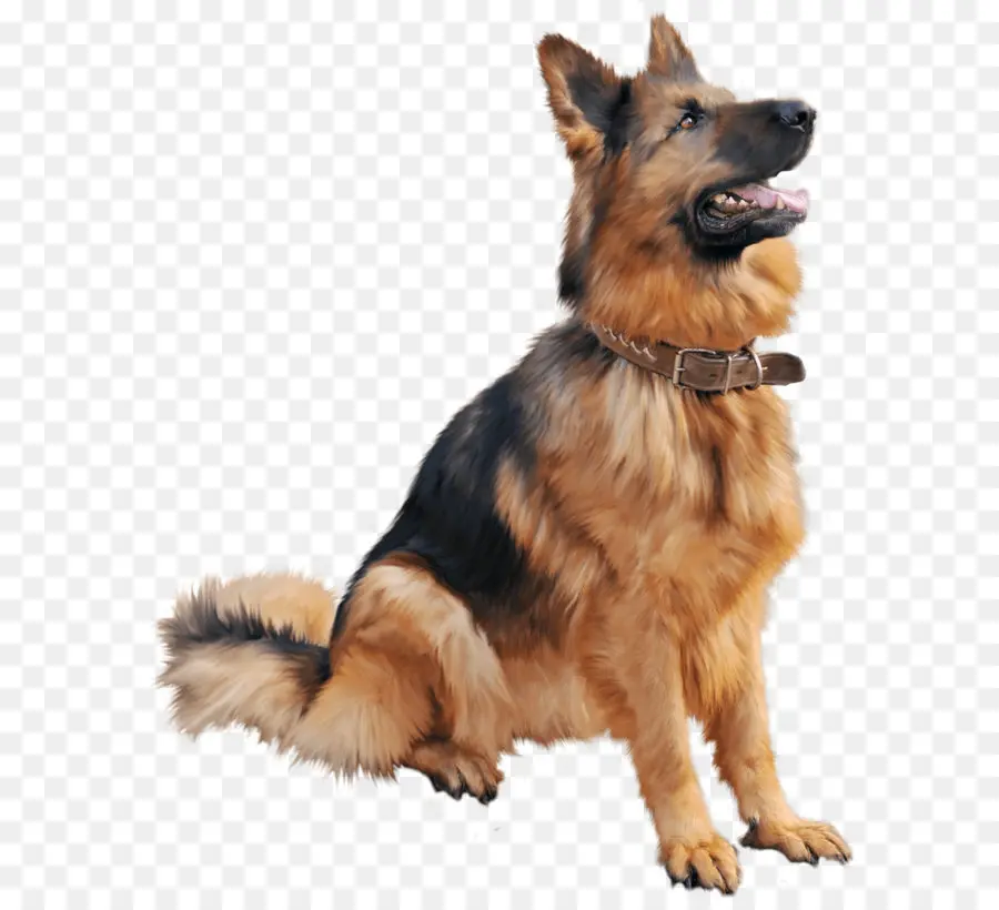 Golden Retriever，Cachorro PNG