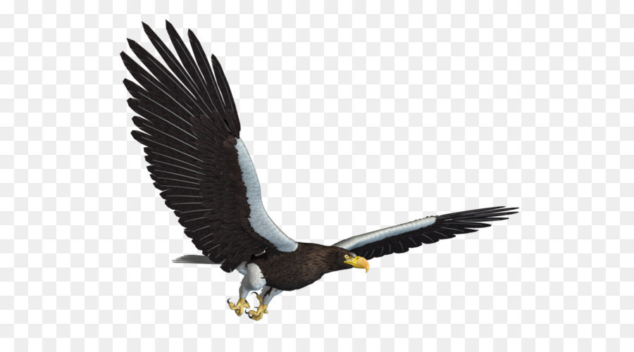 Vuelo，Aves PNG