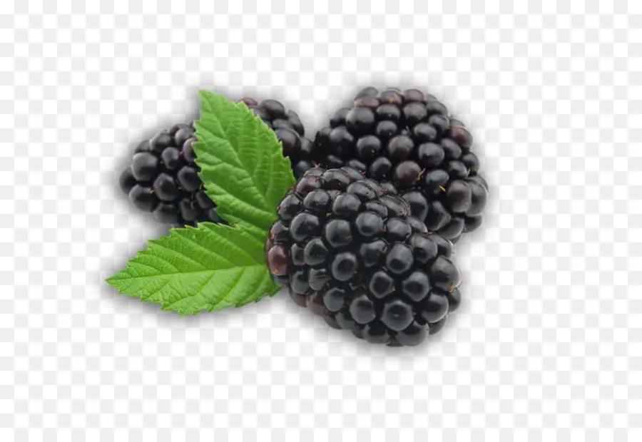 Moras，Hojas PNG