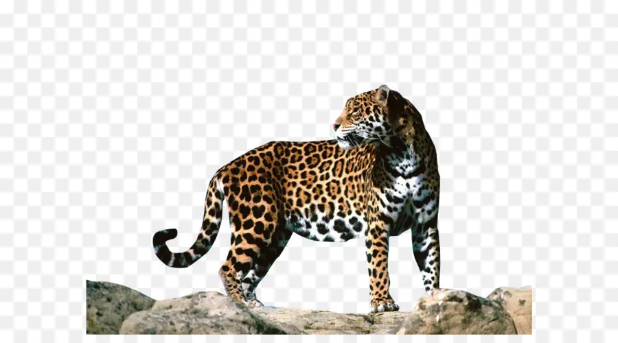 Leopardo，Felino De Gran Tamaño PNG