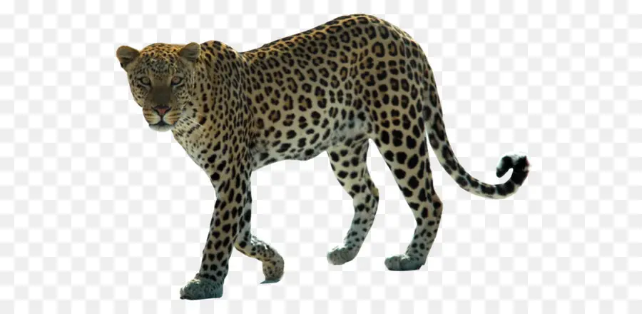 árabe Leopardo，Afro Leopardo PNG