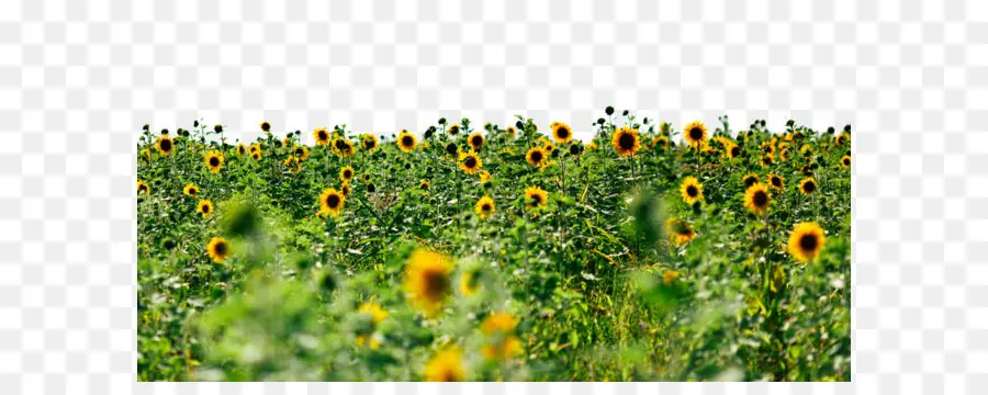 Girasoles，Campo PNG