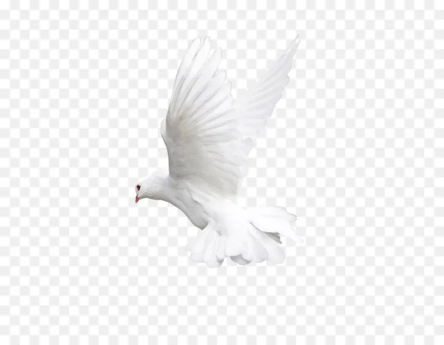 Aves，Vuelo PNG