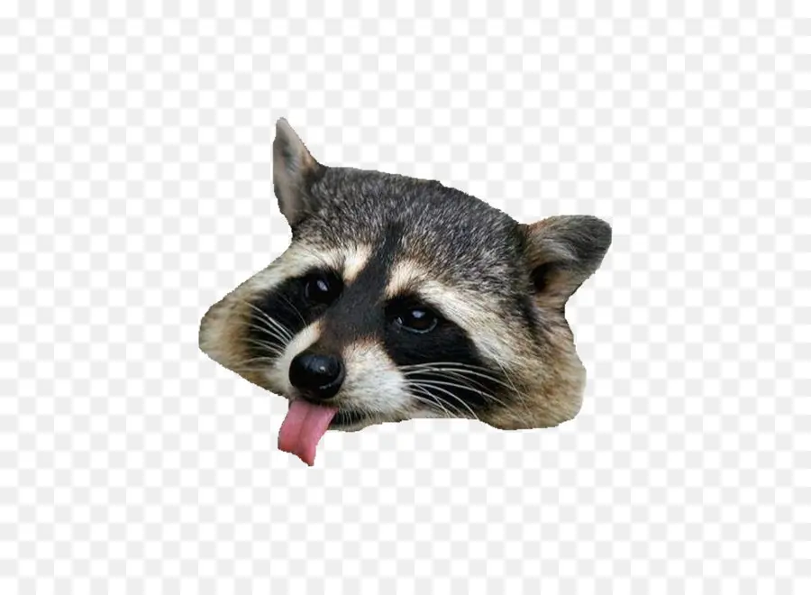 Cara De Mapache，Lengua PNG