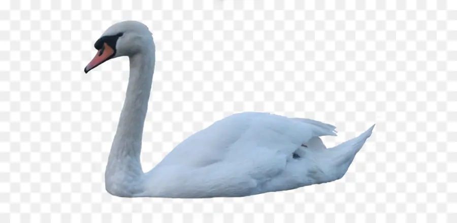 Cisne，Blanco PNG