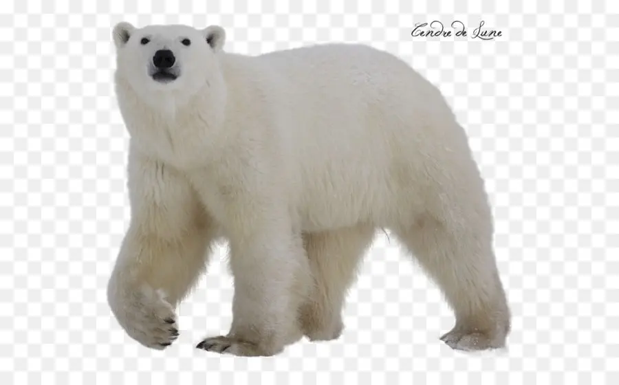 Polar Bear，Oso PNG