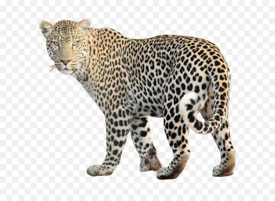 Leopardo，Jaguar PNG