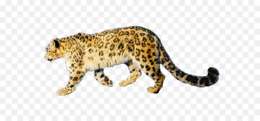 Jaguar，Leopardo PNG