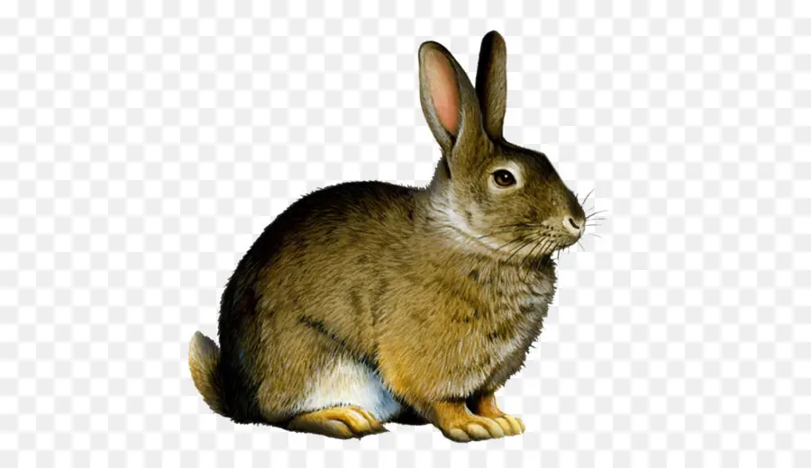 Conejo，Conejo Conejo Conejo PNG