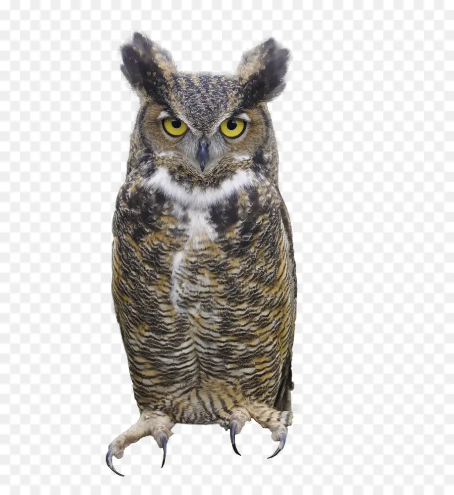 Lechuza，Gran Cuernos Owl PNG