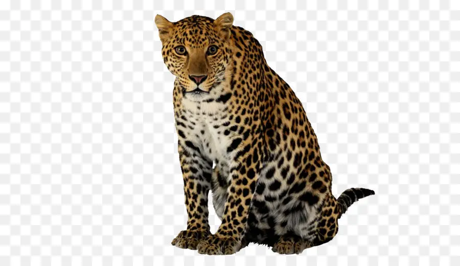 Leopardo，Felidae PNG