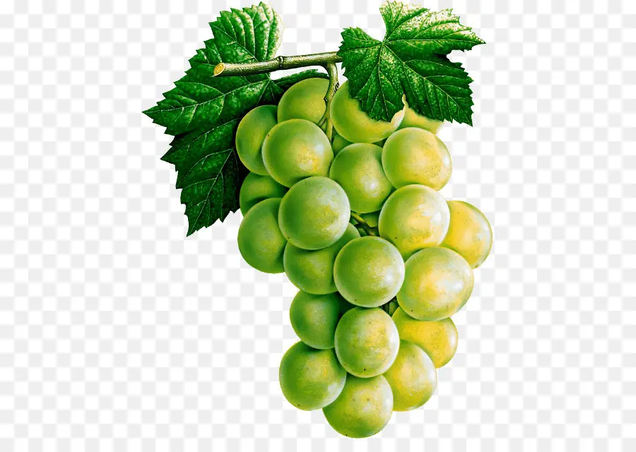 Uvas Verdes，Enredadera PNG