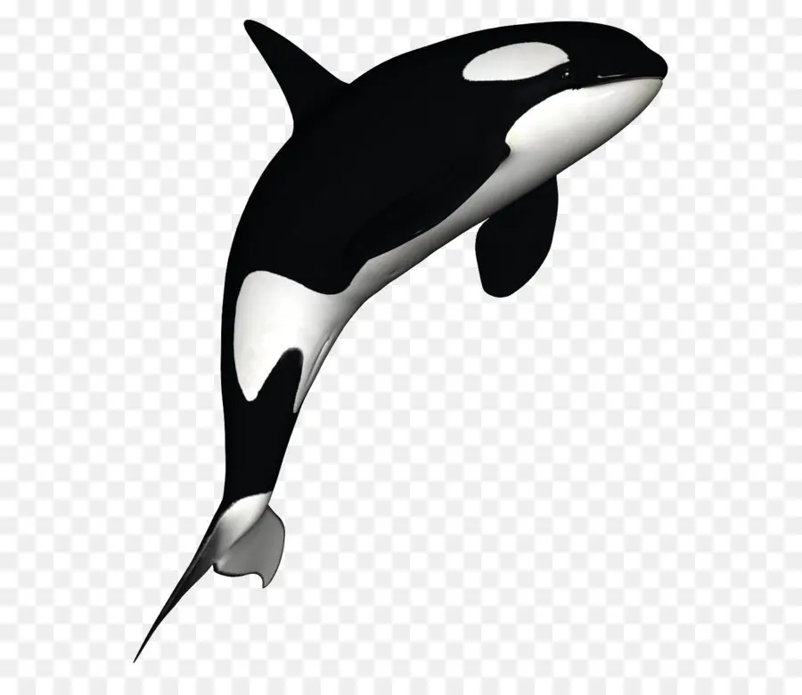 Orca，Ballena PNG