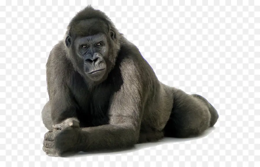 Común De Chimpancés，Primado PNG