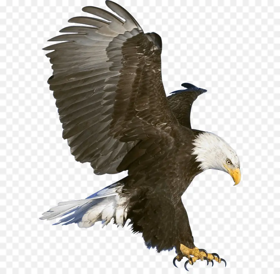 Calvo águila，águila PNG