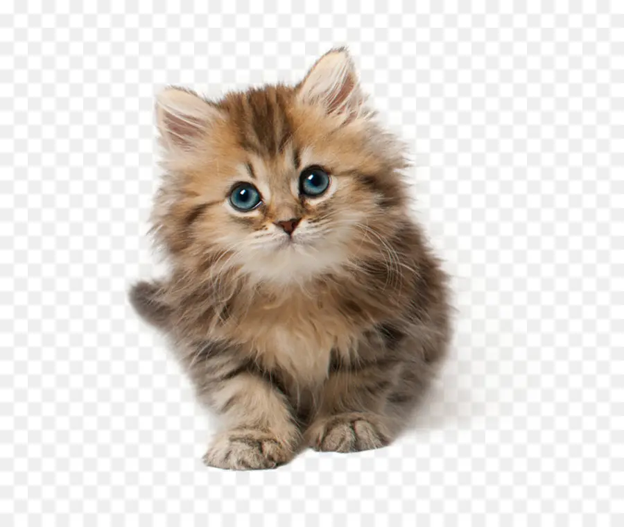 Lindo Gatito Naranja，Gatito PNG