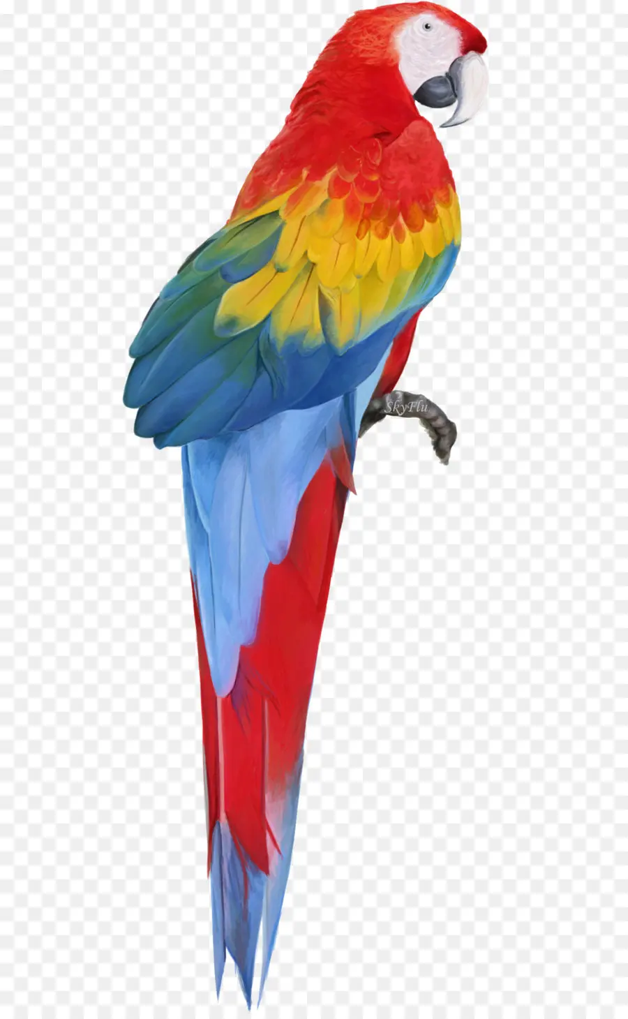 Jacinto Guacamaya，Aves PNG