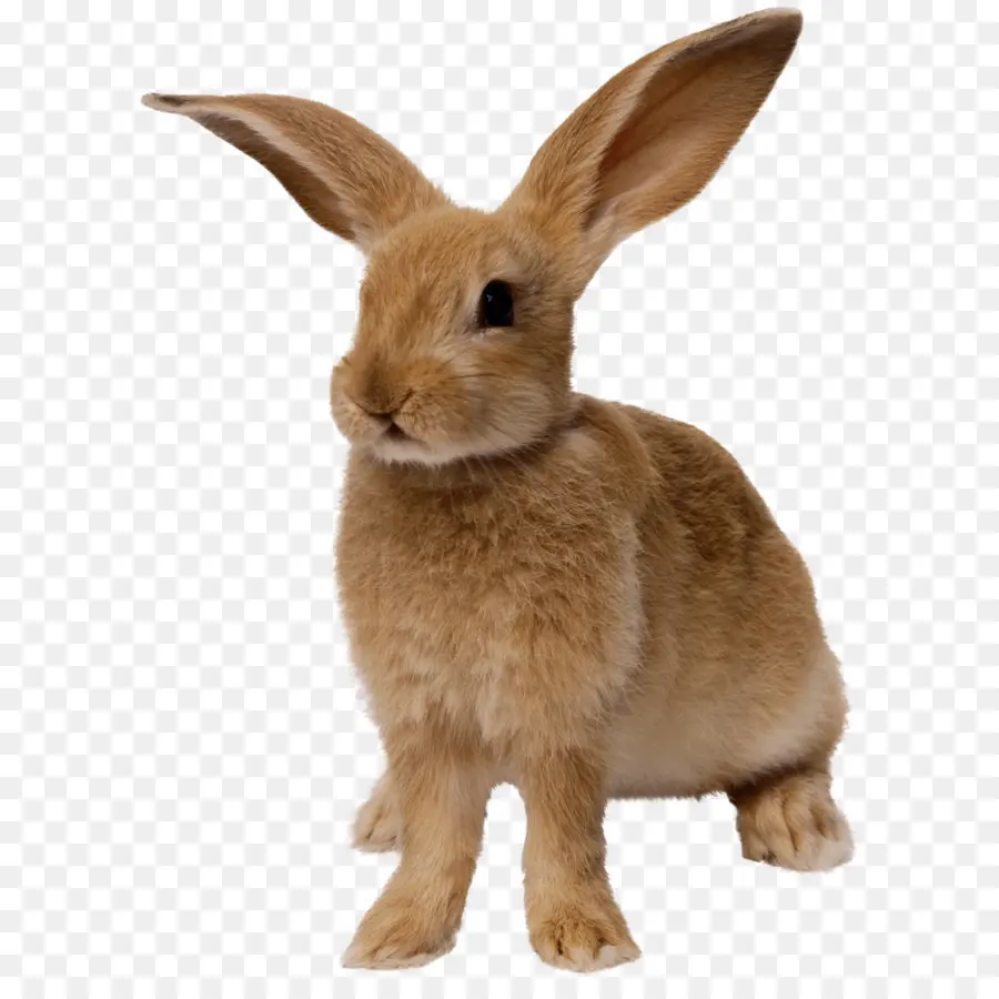 Conejo，Conejito PNG