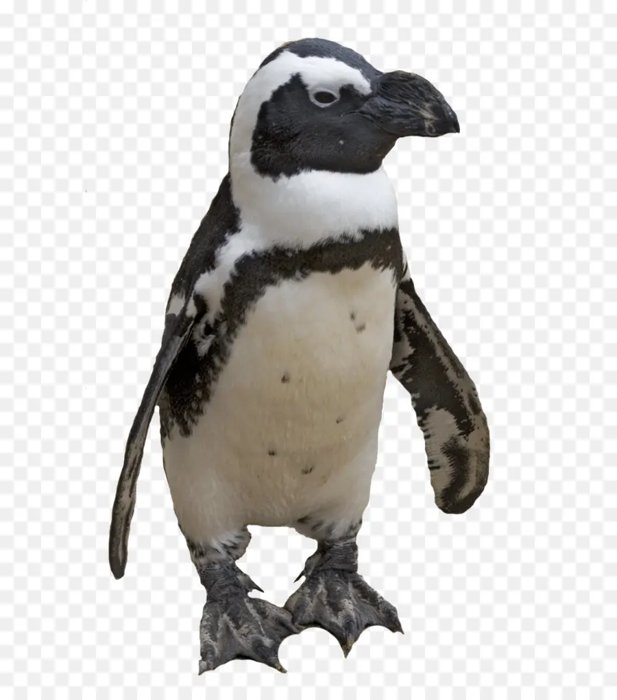 Pingüino，Aves PNG