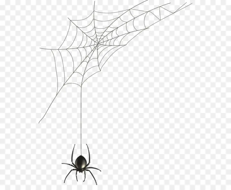 Araña，Spider Web PNG