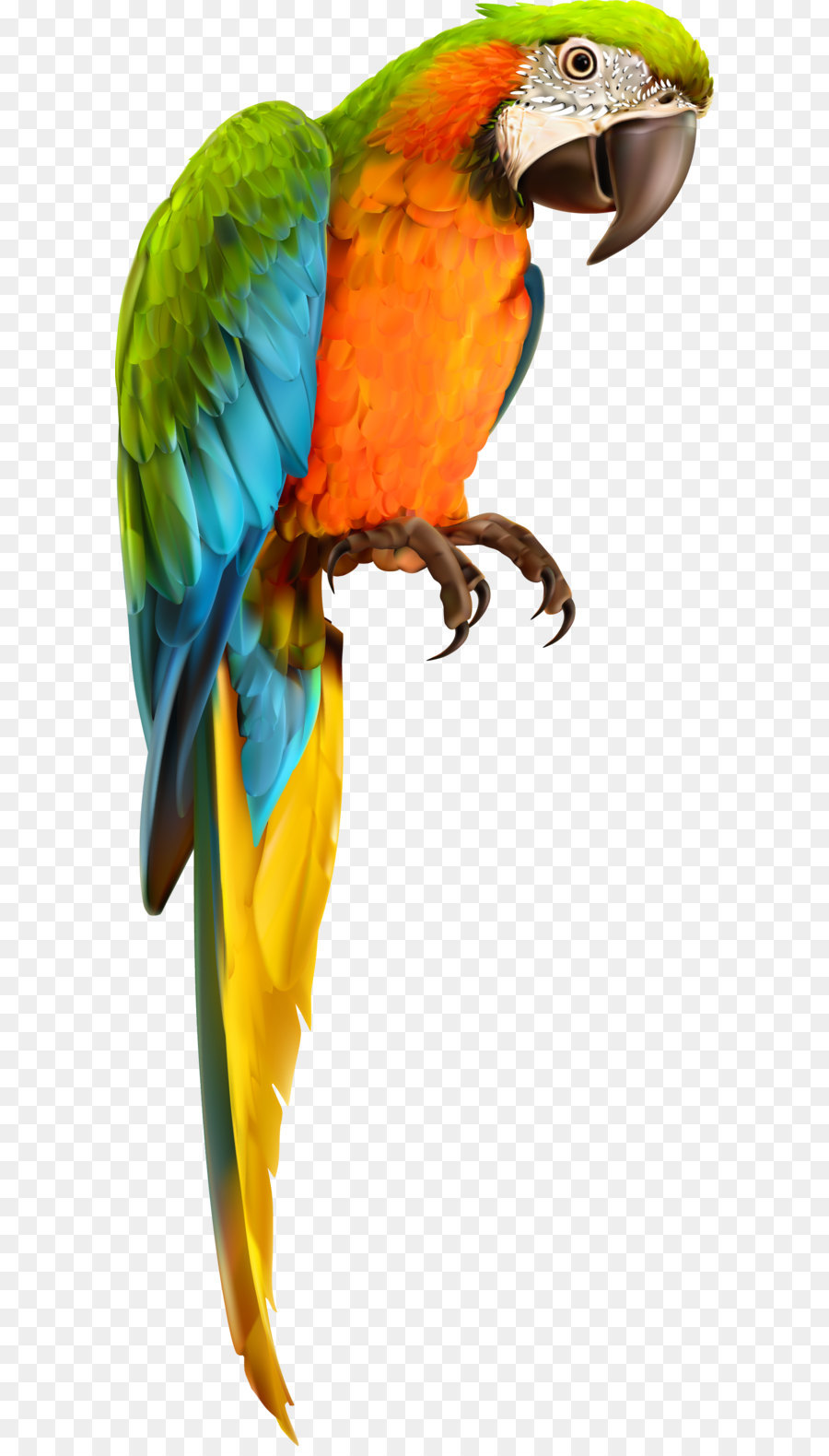 Loro，Pájaro PNG