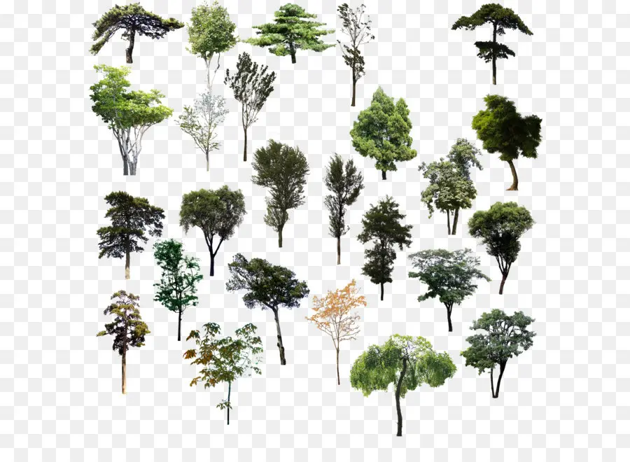 Árbol，Planta PNG