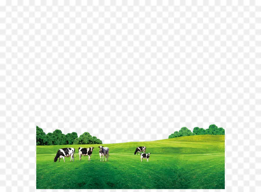 Vacas En El Campo，Ganado PNG