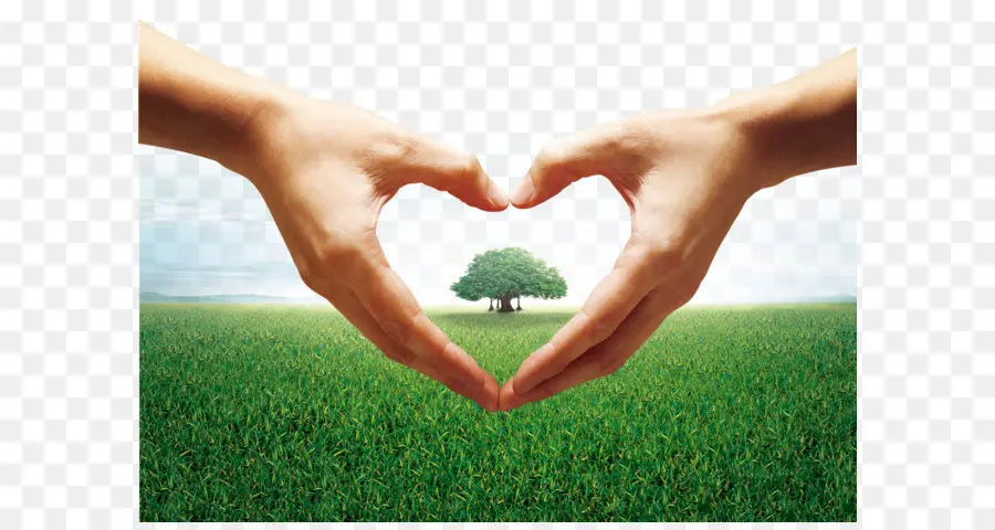 Manos Del Corazon，Árbol PNG