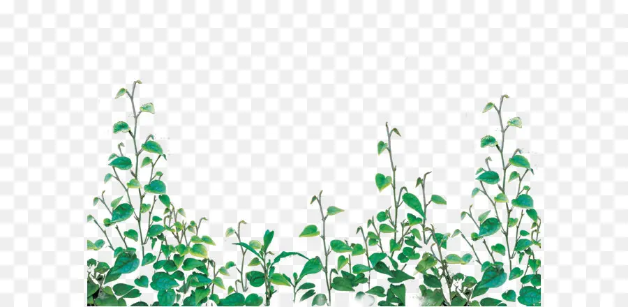 Plantas Verdes，Hojas PNG