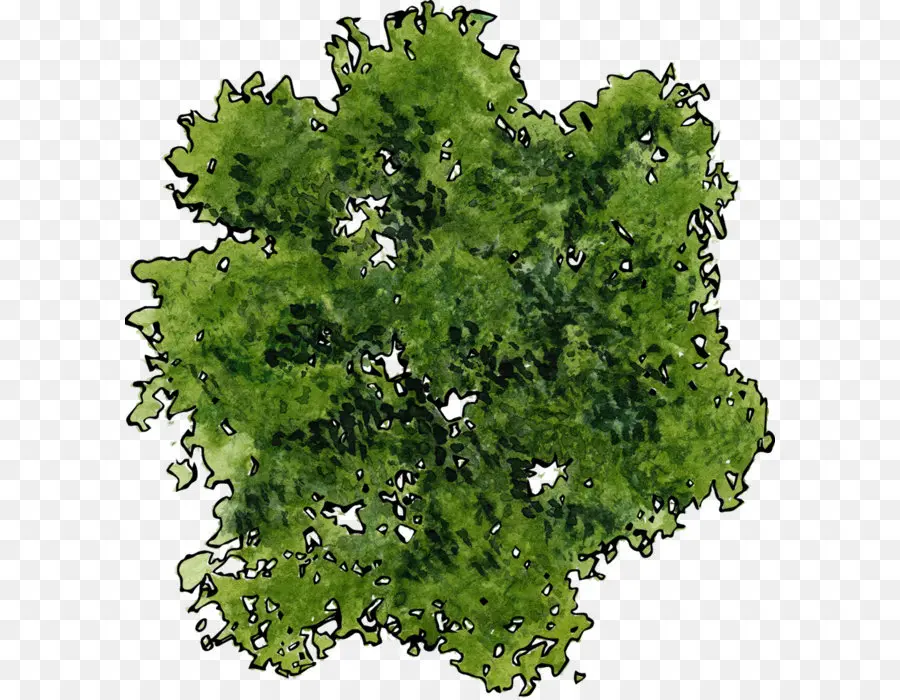 Árbol，La Parte Superior Del árbol PNG