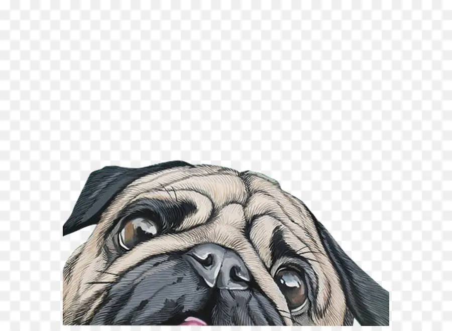 Pug，Desktop Wallpaper PNG