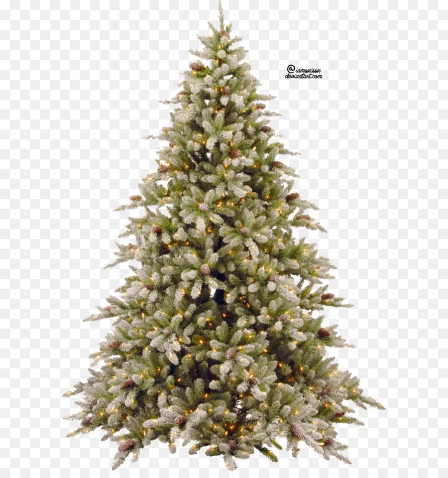 Fraser Fir，Abies Concolor PNG