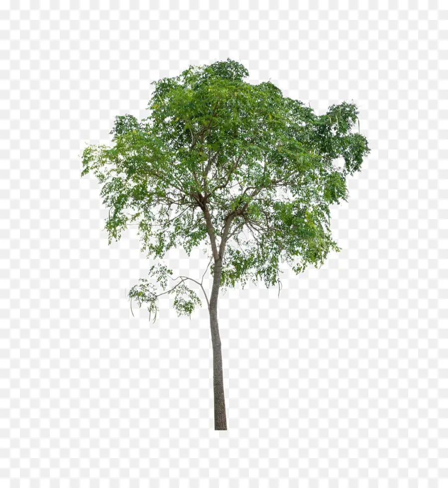 Rama，Árbol PNG