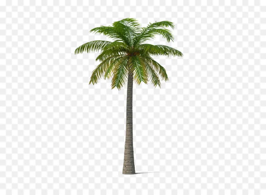 Arecaceae，Coco PNG