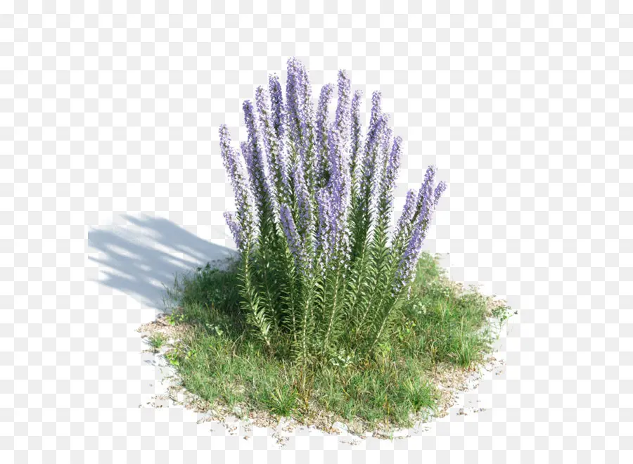 Planta De Lavanda，Púrpura PNG