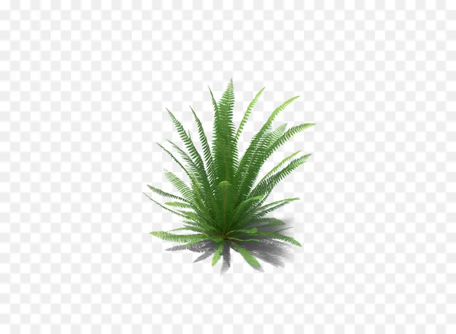 Morfo Peleides，Planta PNG