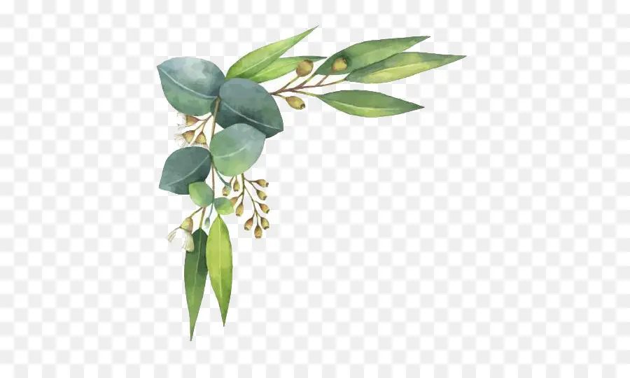 Eucalipto Polyanthemos，Acuarela Pintura PNG